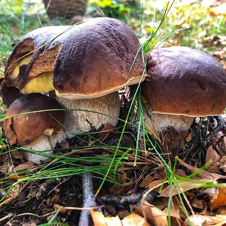 Con Bosco Giardino E Ruscello Ad Uso Esclusivo Apartament